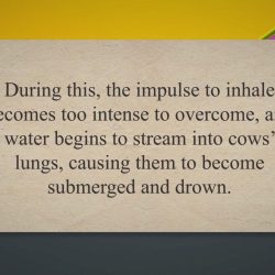 Como se ahogan las vacas en el agua