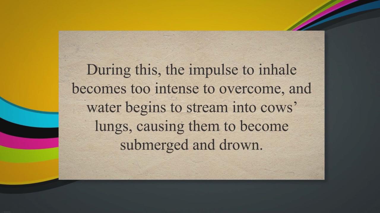 Como se ahogan las vacas en el agua