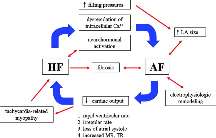 Hesi case study heart failure with atrial fibrillation