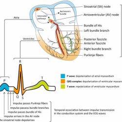 Electrocardiograms components medium