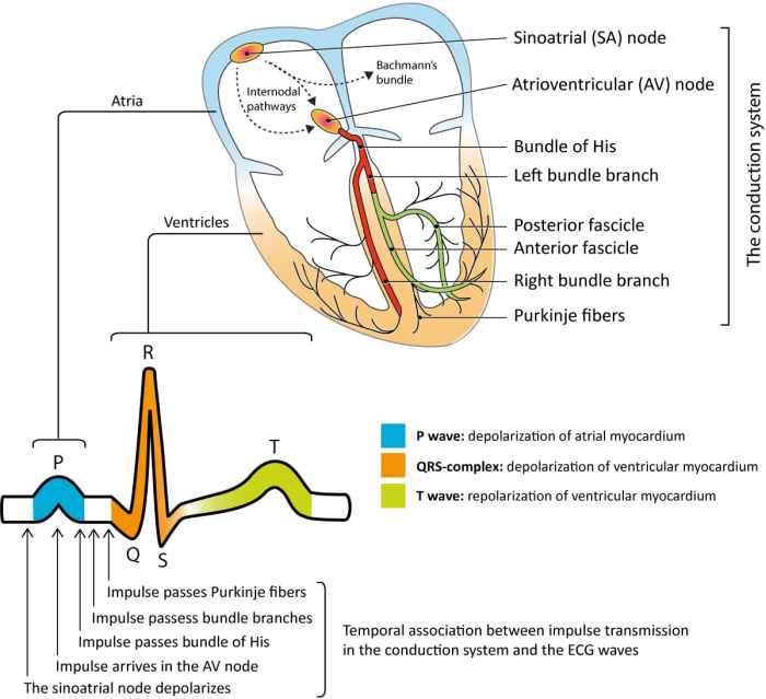 Electrocardiograms components medium