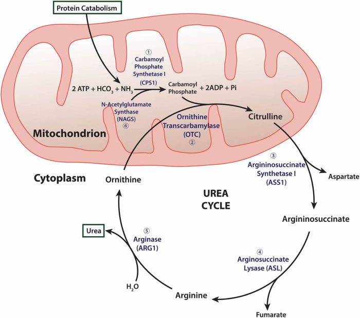 Label each of the intermediates in the urea cycle