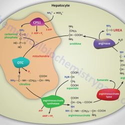 Urea synthetase cpsi arg lyase adenosine triphosphate atp indicates arginase asl phosphate carbamoyl transcarbamylase otc ornithine jamanetwork