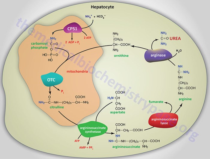 Urea synthetase cpsi arg lyase adenosine triphosphate atp indicates arginase asl phosphate carbamoyl transcarbamylase otc ornithine jamanetwork